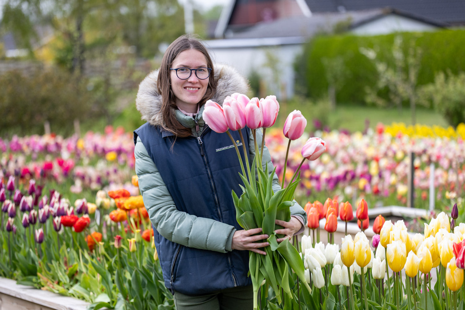Fleråriga tulpaner